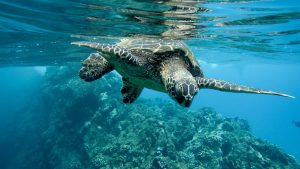 Tortue de mer